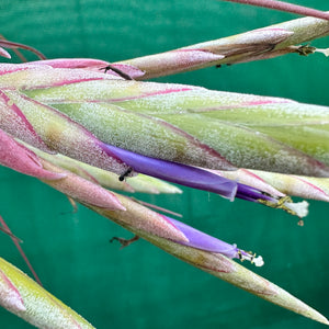 Tillandsia - fasciculata ‘Small Form’ x streptophylla ex. BG NEW