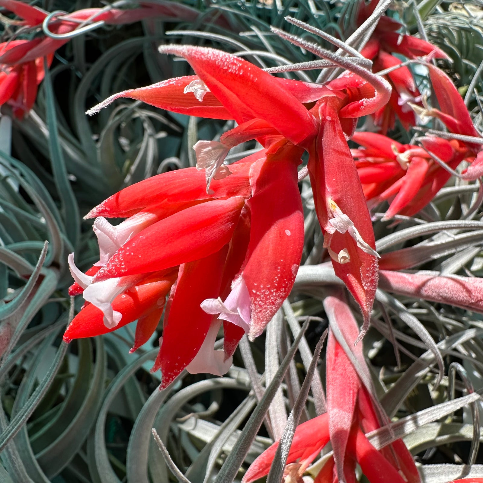 Tillandsia - subsecundifolia ‘Giant Orange’ ex. BD