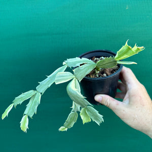 Zygocactus Variegated NEW