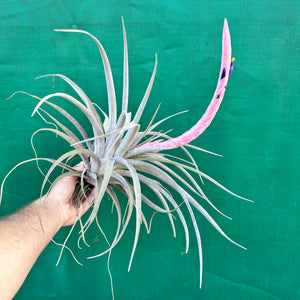 Tillandsia - Queen’s Delight