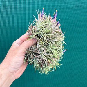 Tillandsia ionantha ‘BOE750’ (Mature Clump) NEW
