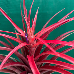 Tillandsia - capitata ‘Cuban Red’ ex. LK NEW