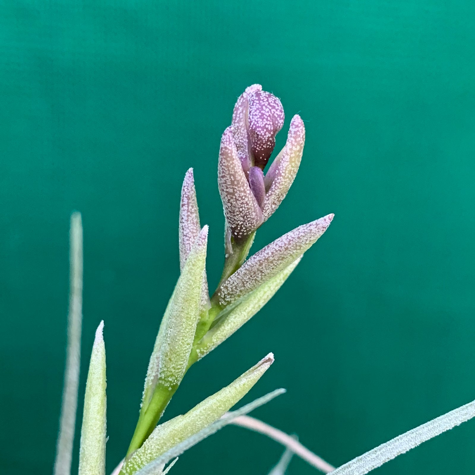 Tillandsia - Glen Echo ex. PB