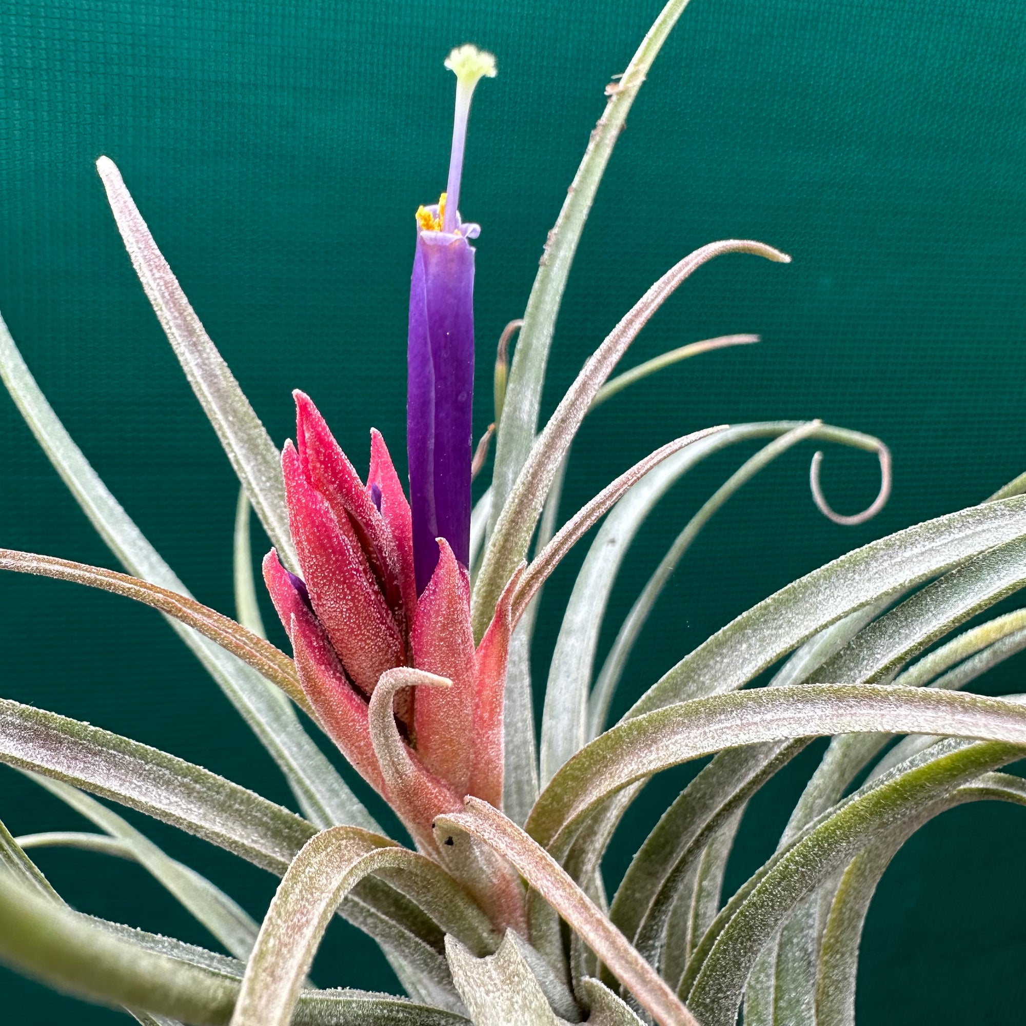 circinata air plant Tillandsia - circinata ex. JH