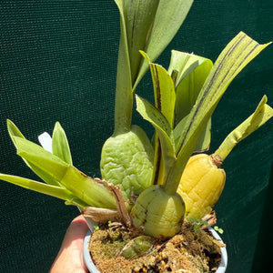 Wilsonara Passific Perspective ‘Pacific Heat’ NEW