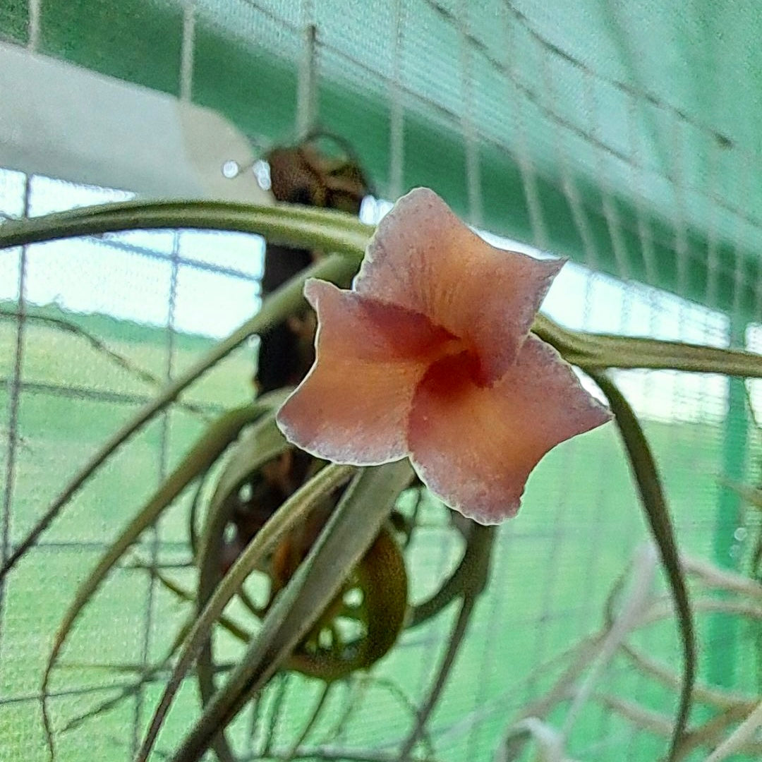 Tillandsia - xiphioides x albertiana ex. Holm