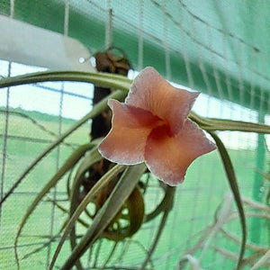 Tillandsia - xiphioides x albertiana ex. Holm