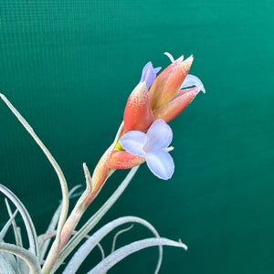 Tillandsia subsecundifolia x jonesii ex. BG NEW