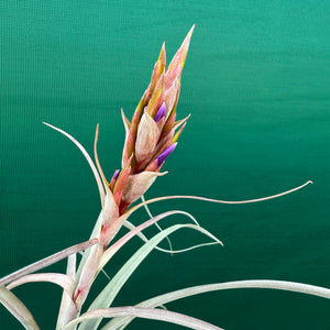 Tillandsia - Aquila Gold ex. GK