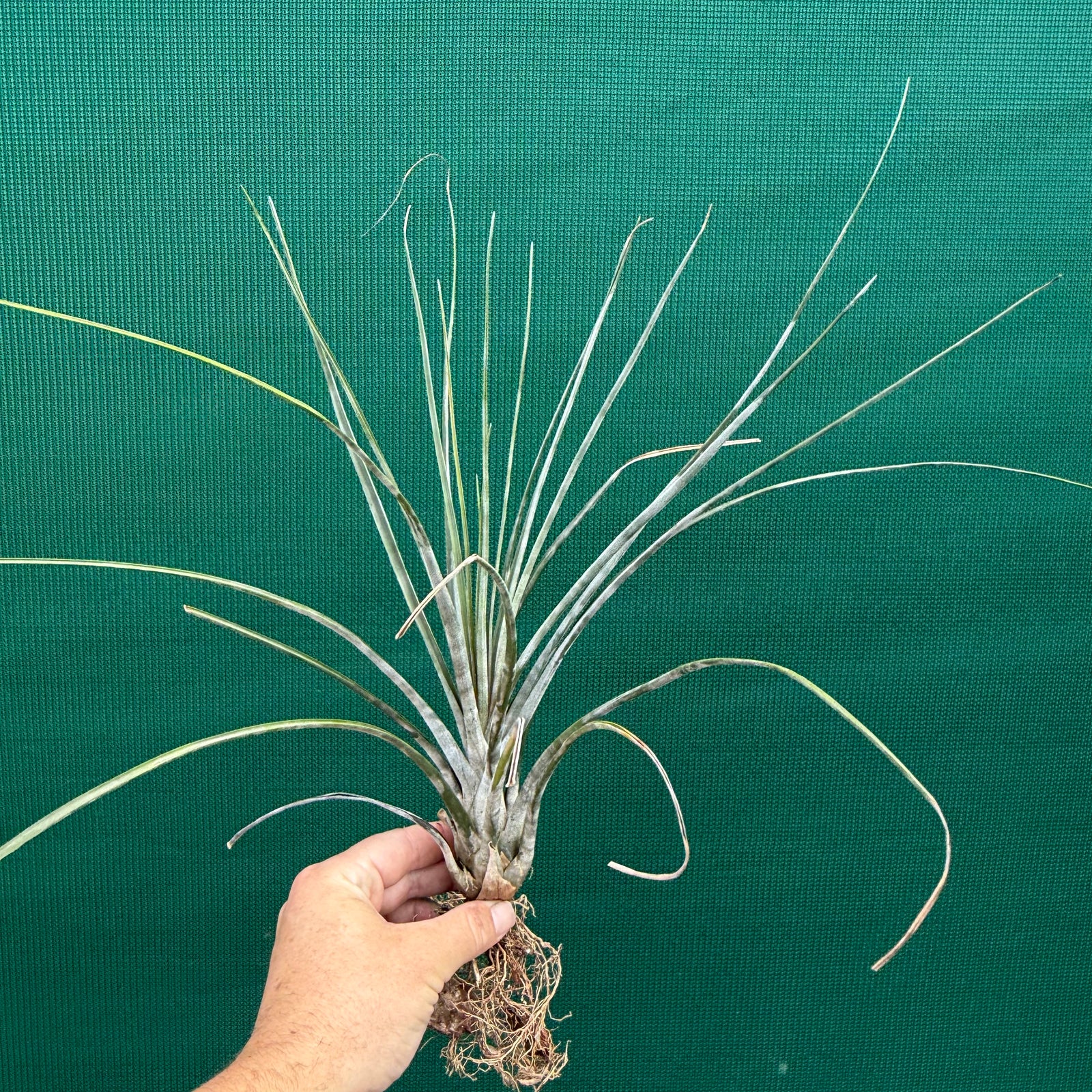 Tillandsia - Veteran ex. MP