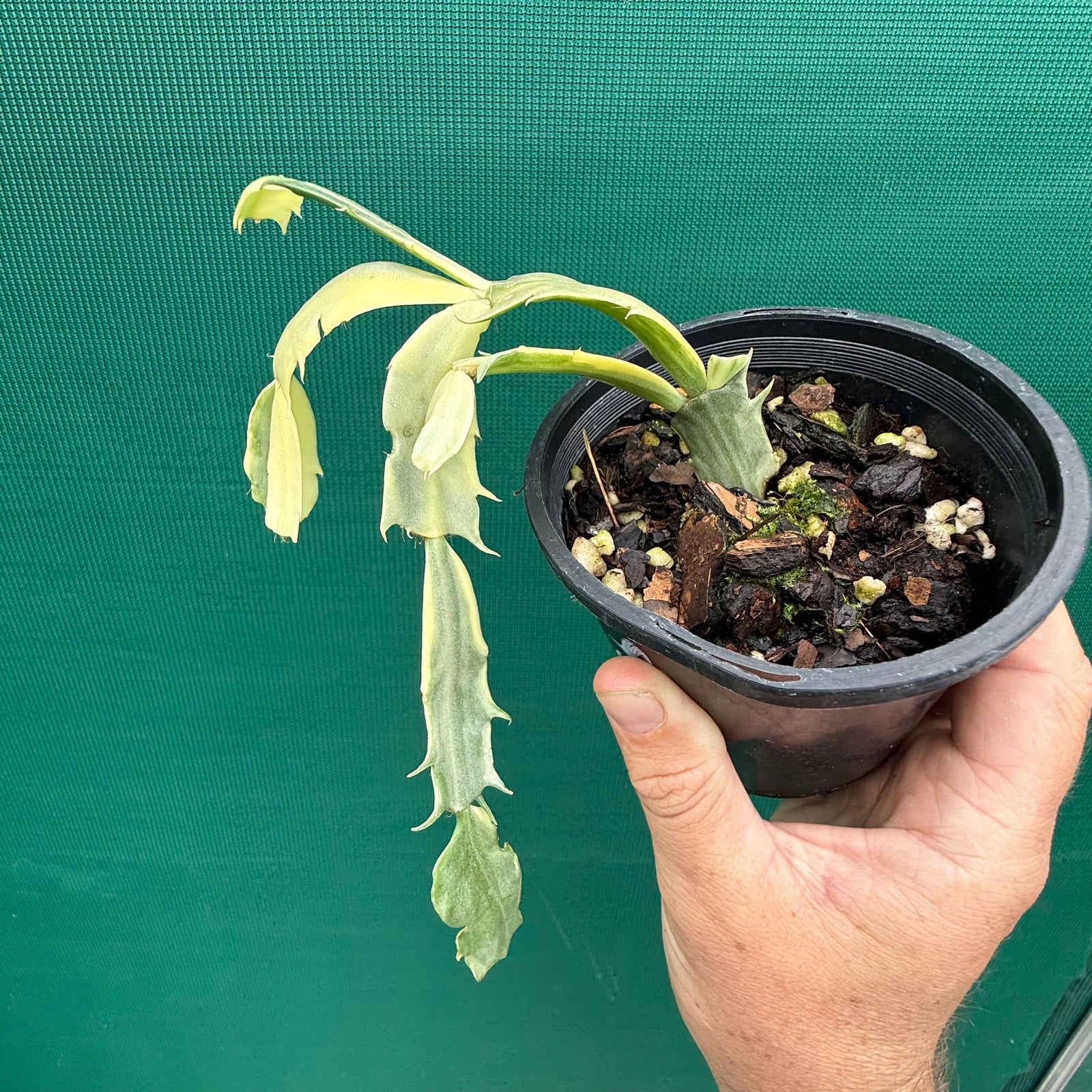 Zygocactus Variegated