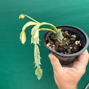 Zygocactus Variegated