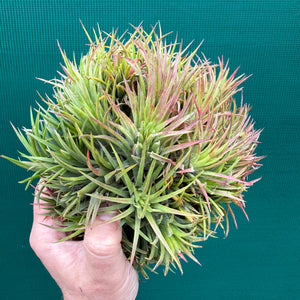 Tillandsia ionantha ‘BOE1590’ ex. PT (Mature Clump)