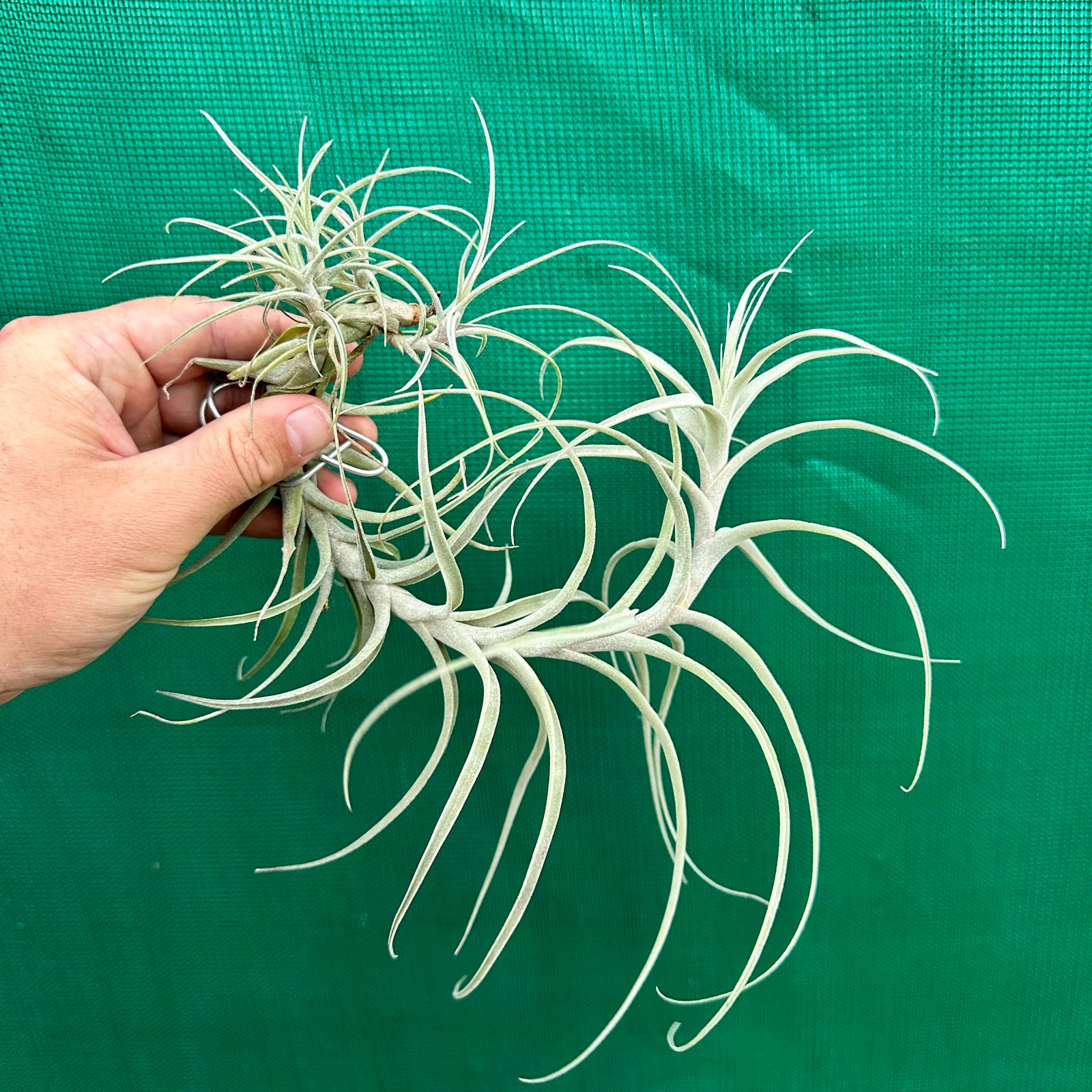 Tillandsia - queroensis PB103