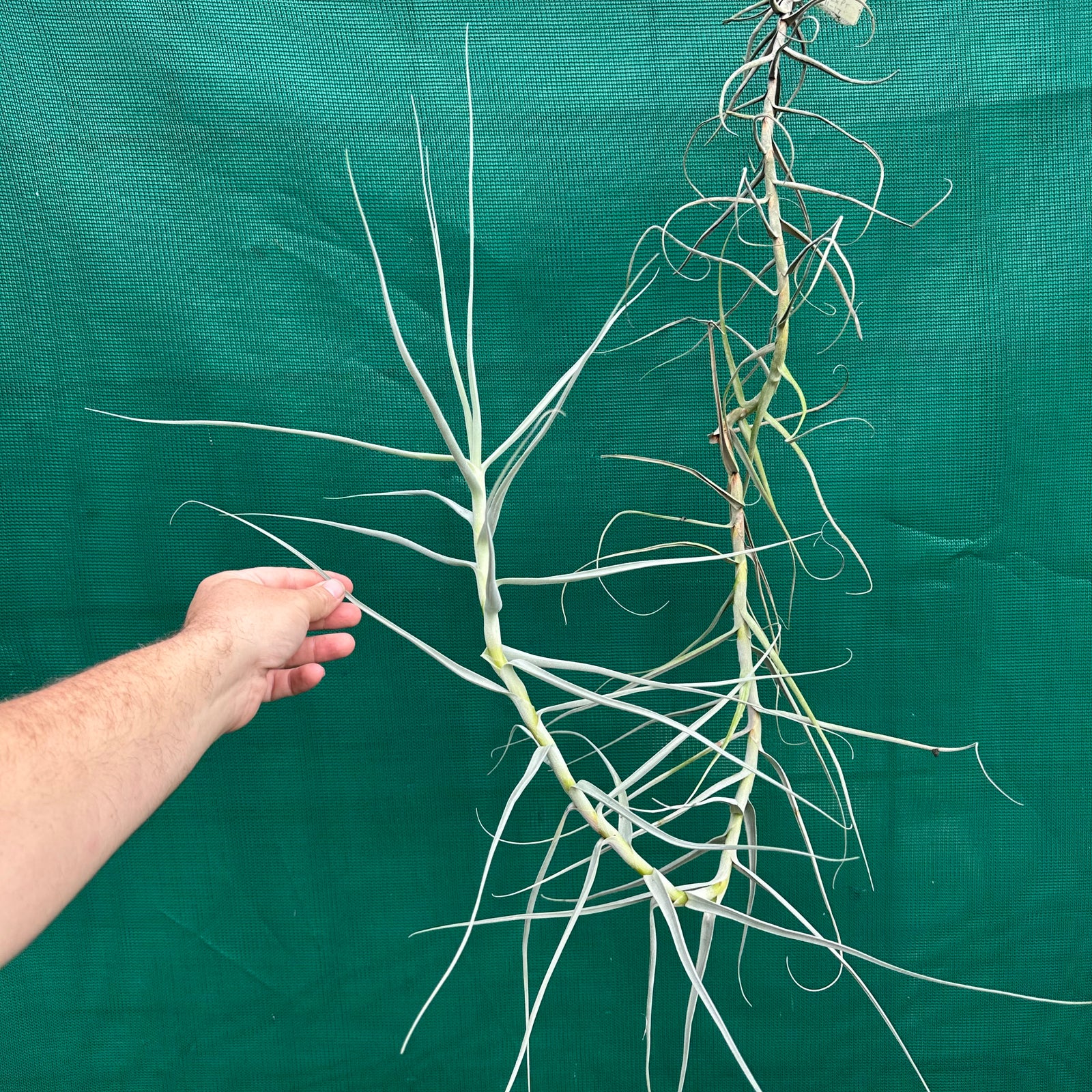 Tillandsia - arhiza ‘Goettingen Giant’ ex. PT (Fragrant)