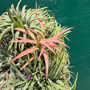 Tillandsia ionantha ‘BRT Peach’ (Mature Clump) NEW