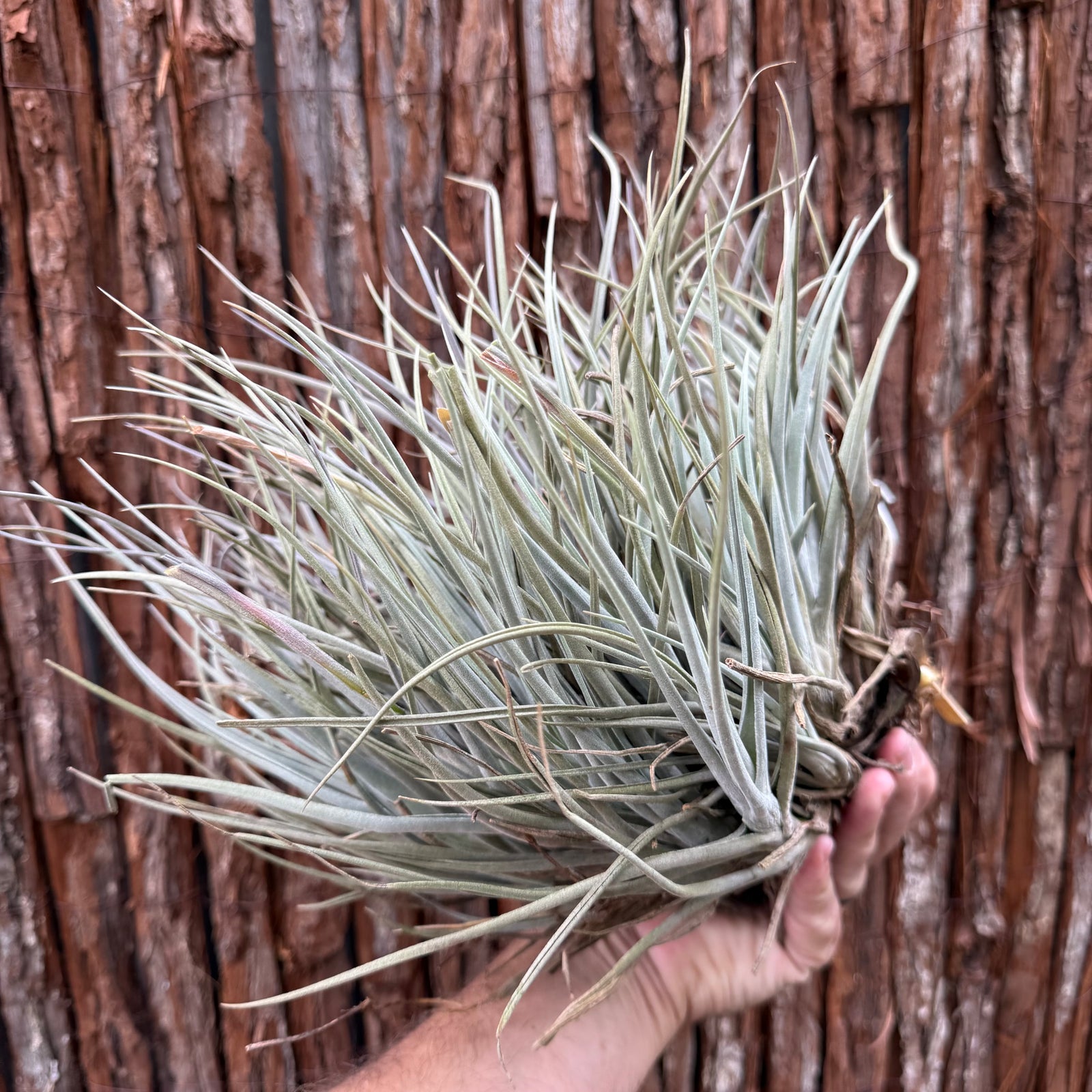 Tillandsia toropiensis ‘Typus’ (Mature Clump)