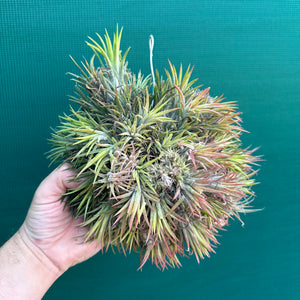 Tillandsia ionantha ‘Tall Orange’ (Mature Clump)