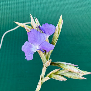 Tillandsia - Silverton