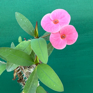 Poysean - Euphorbia P058