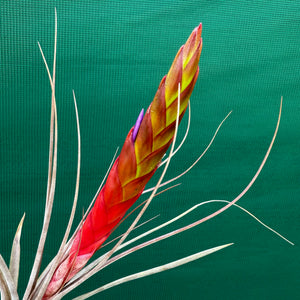 Tillandsia - El Ultimo NEW