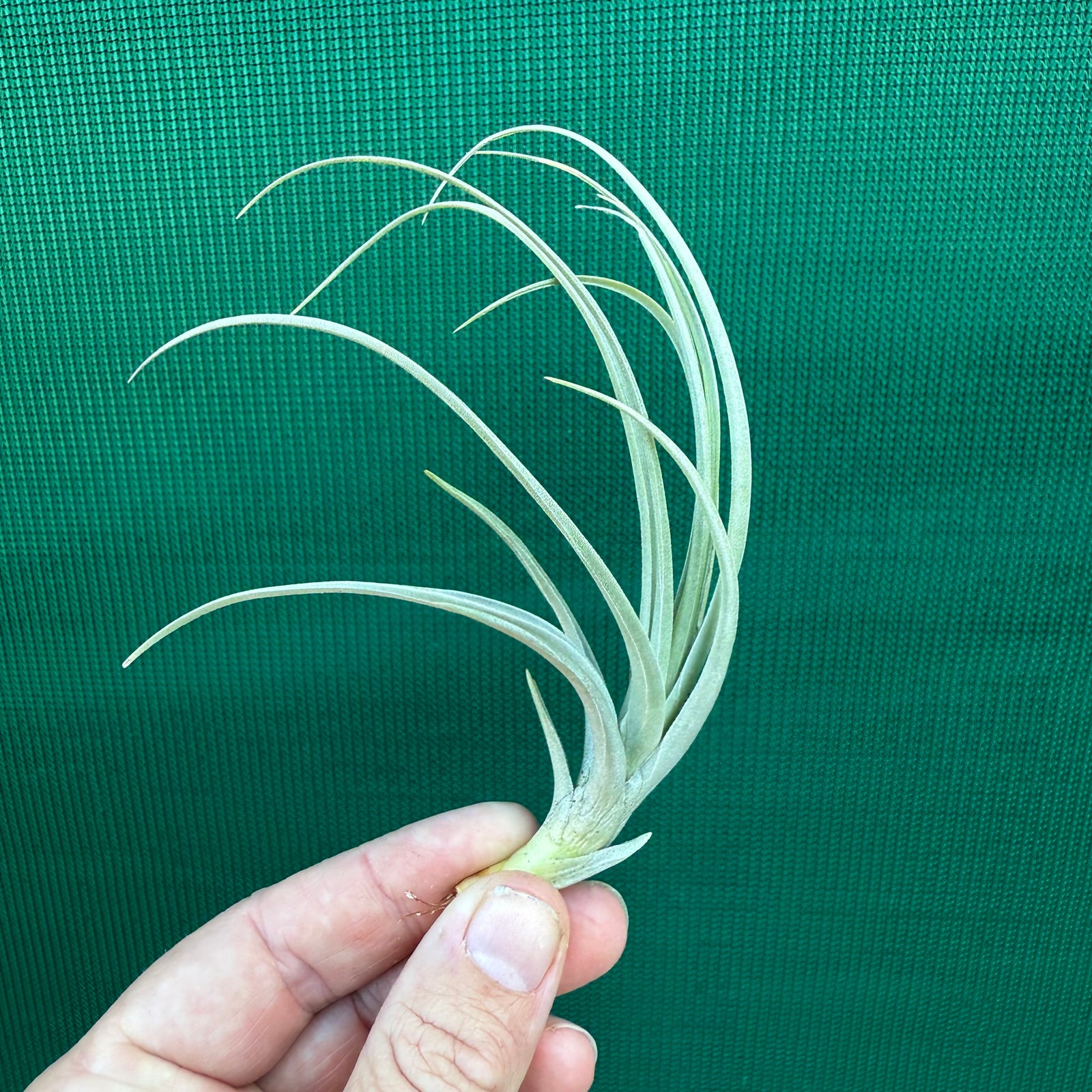 Tillandsia - sp. Rio Grande de Sul ex. RE NEW