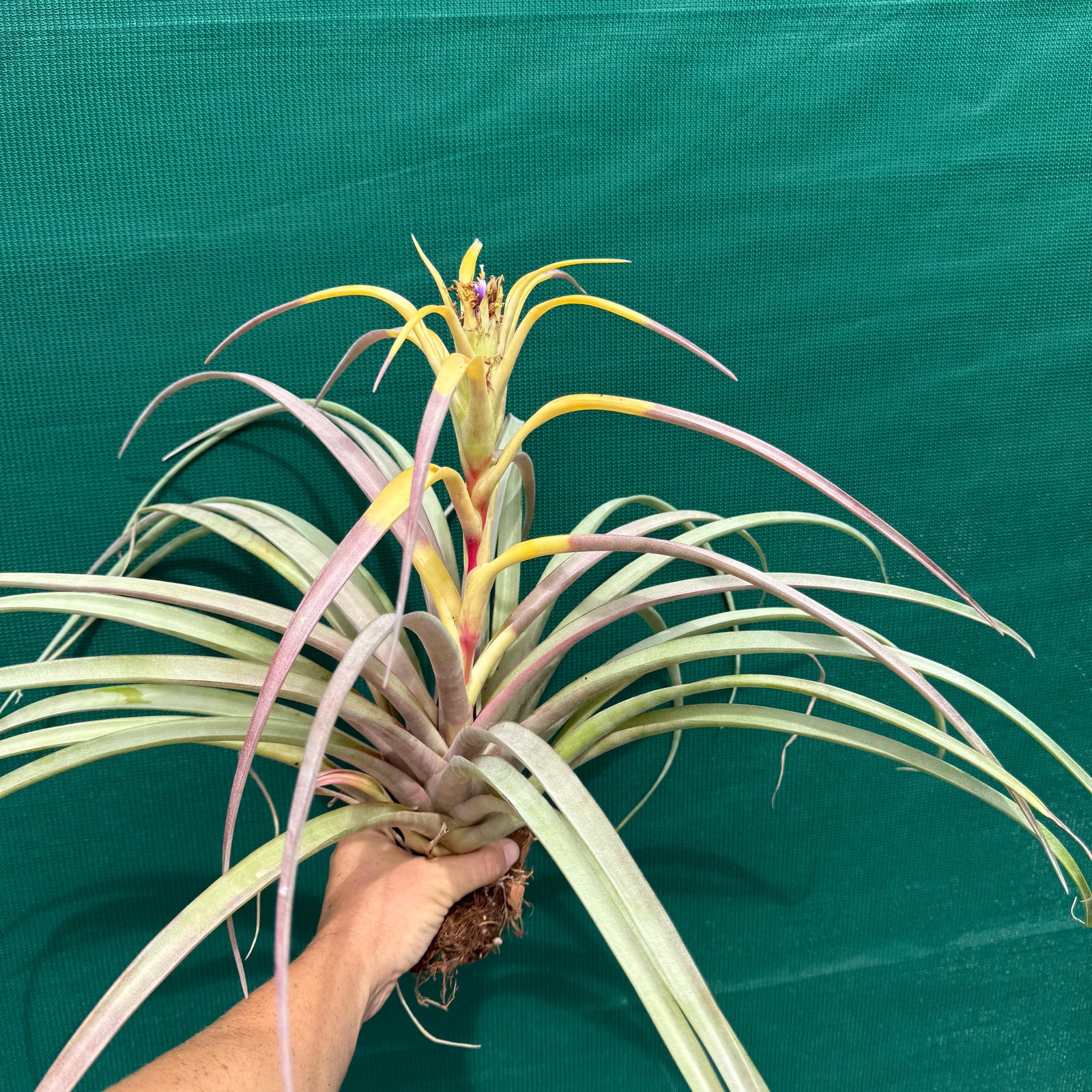 Tillandsia - capitata ‘Purple & Yellow Mex’ ex. PT NEW
