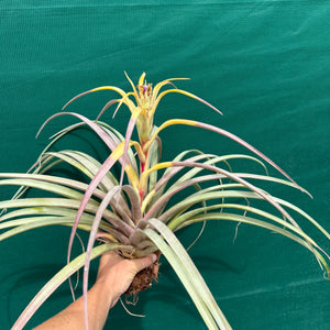 Tillandsia - capitata ‘Purple & Yellow Mex’ ex. PT NEW
