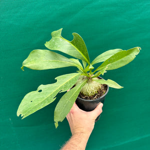 Ant Plant - Myrmecodia beccarii