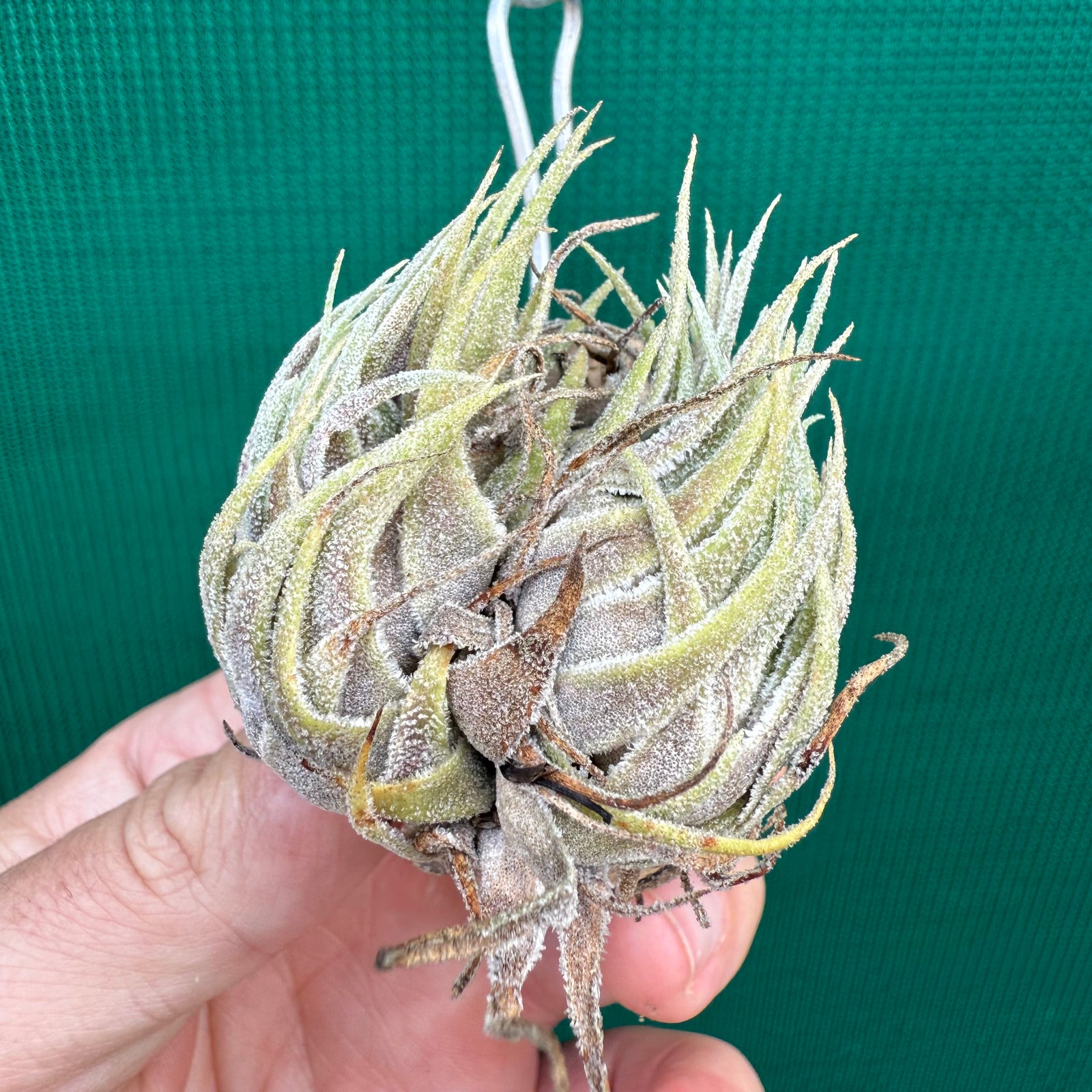 Tillandsia - sprengeliana