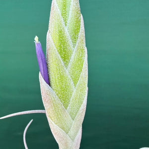 Tillandsia - Silverado