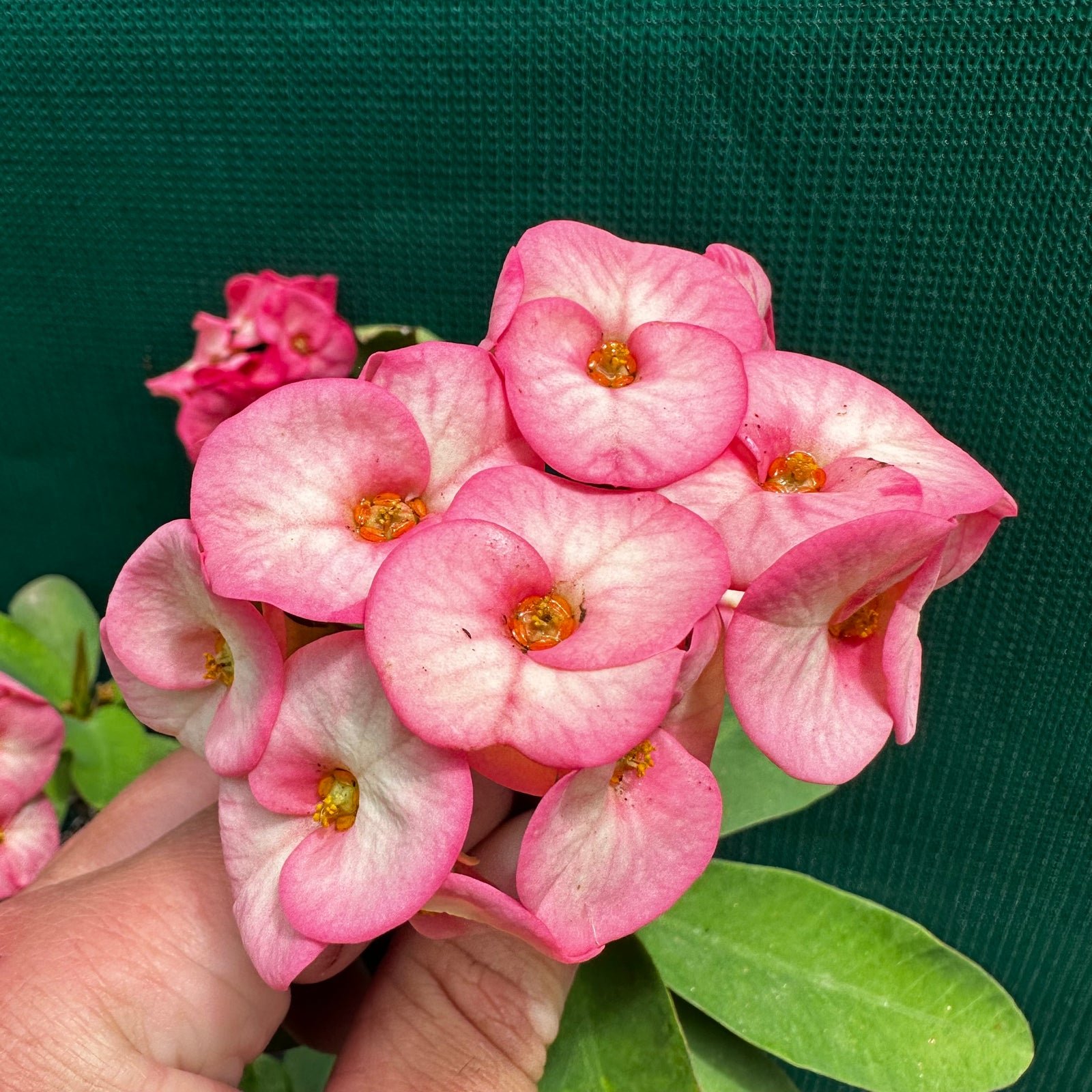 Poysean - Euphorbia milii P041