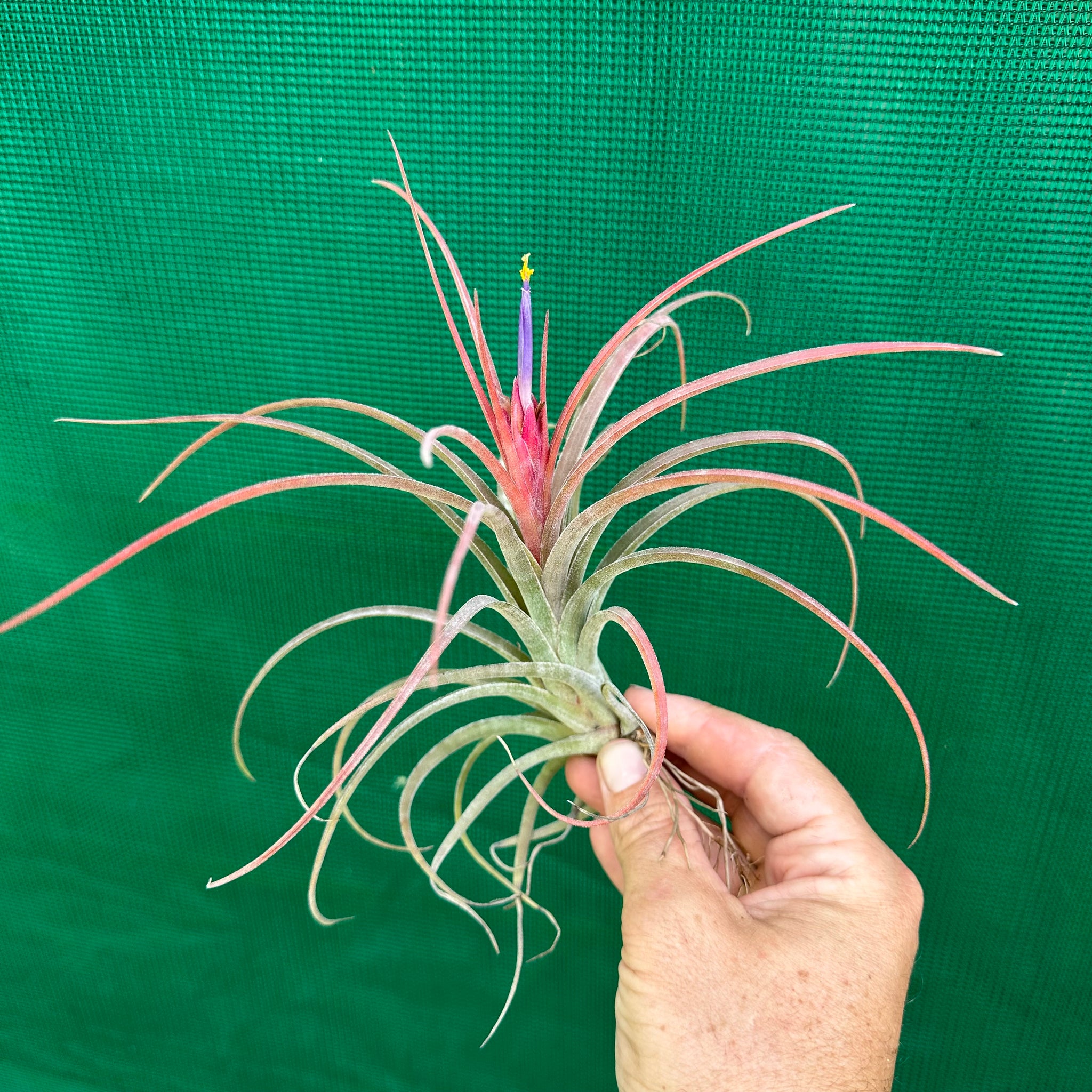 paucifolia air plant Tillandsia - ionantha x paucifolia ex. CV