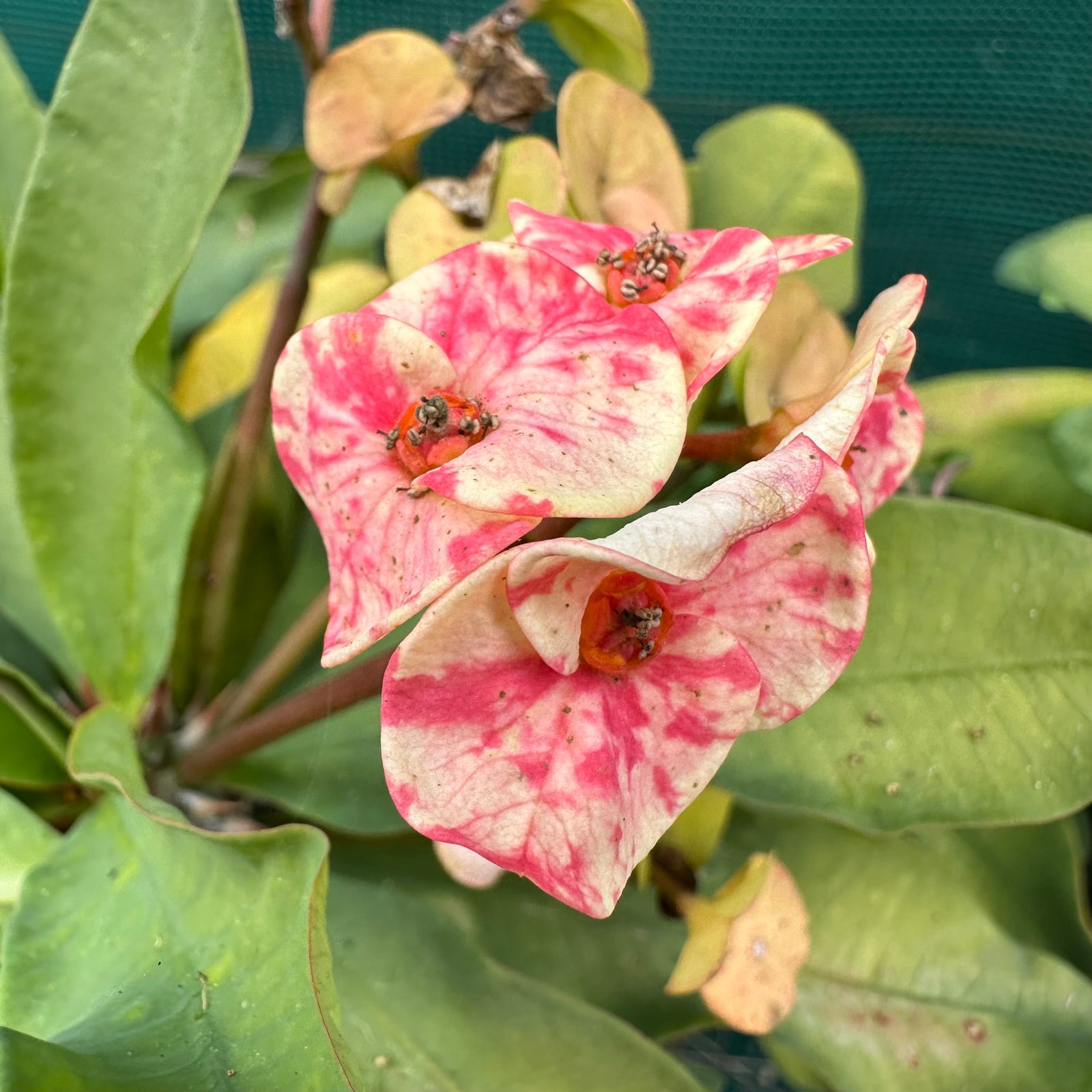 Poysean - Euphorbia milii P018