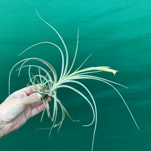 Tillandsia - Robinson’s Delight ex. GN NEW