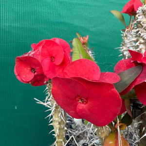 Poysean - Euphorbia P010 NEW