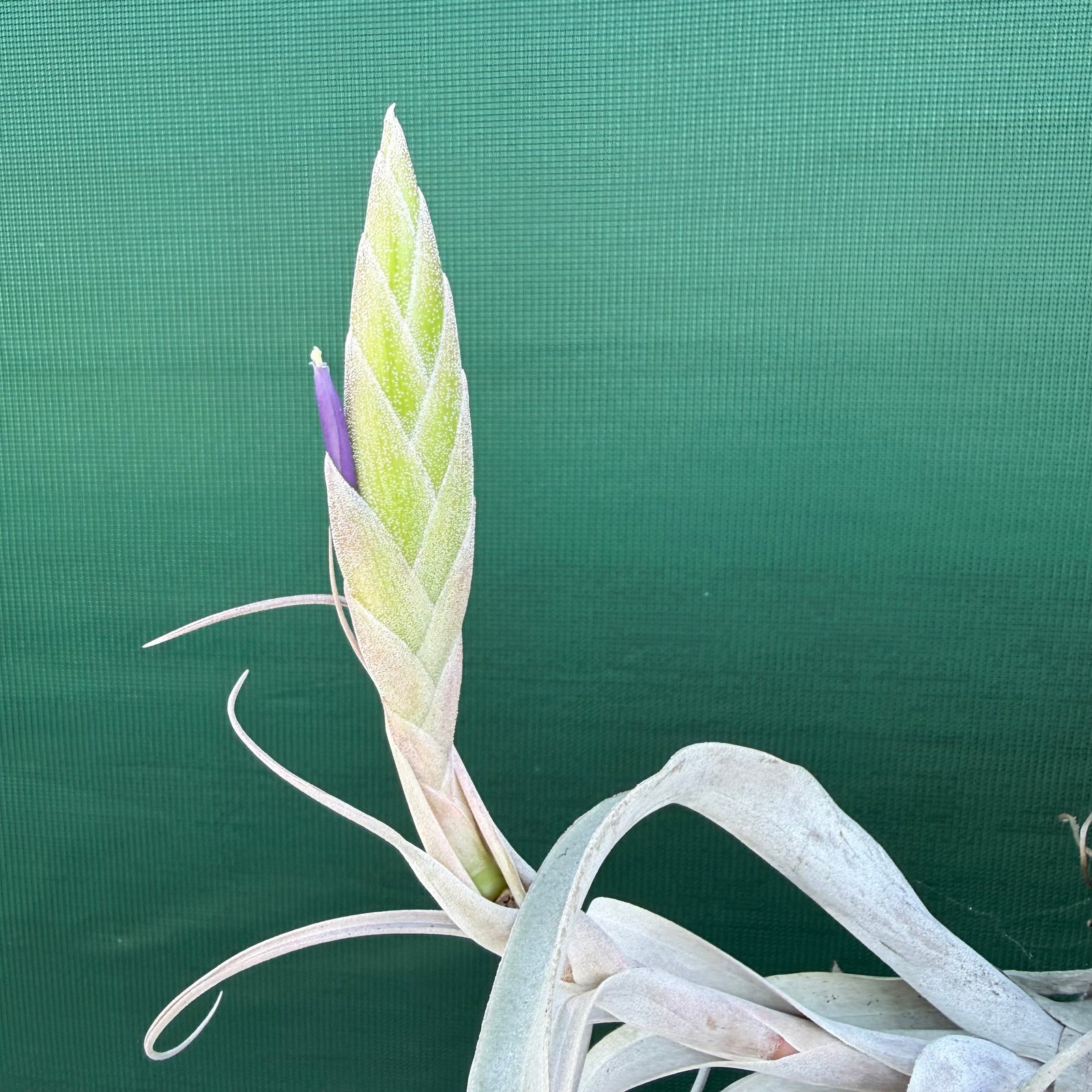 Tillandsia - Silverado