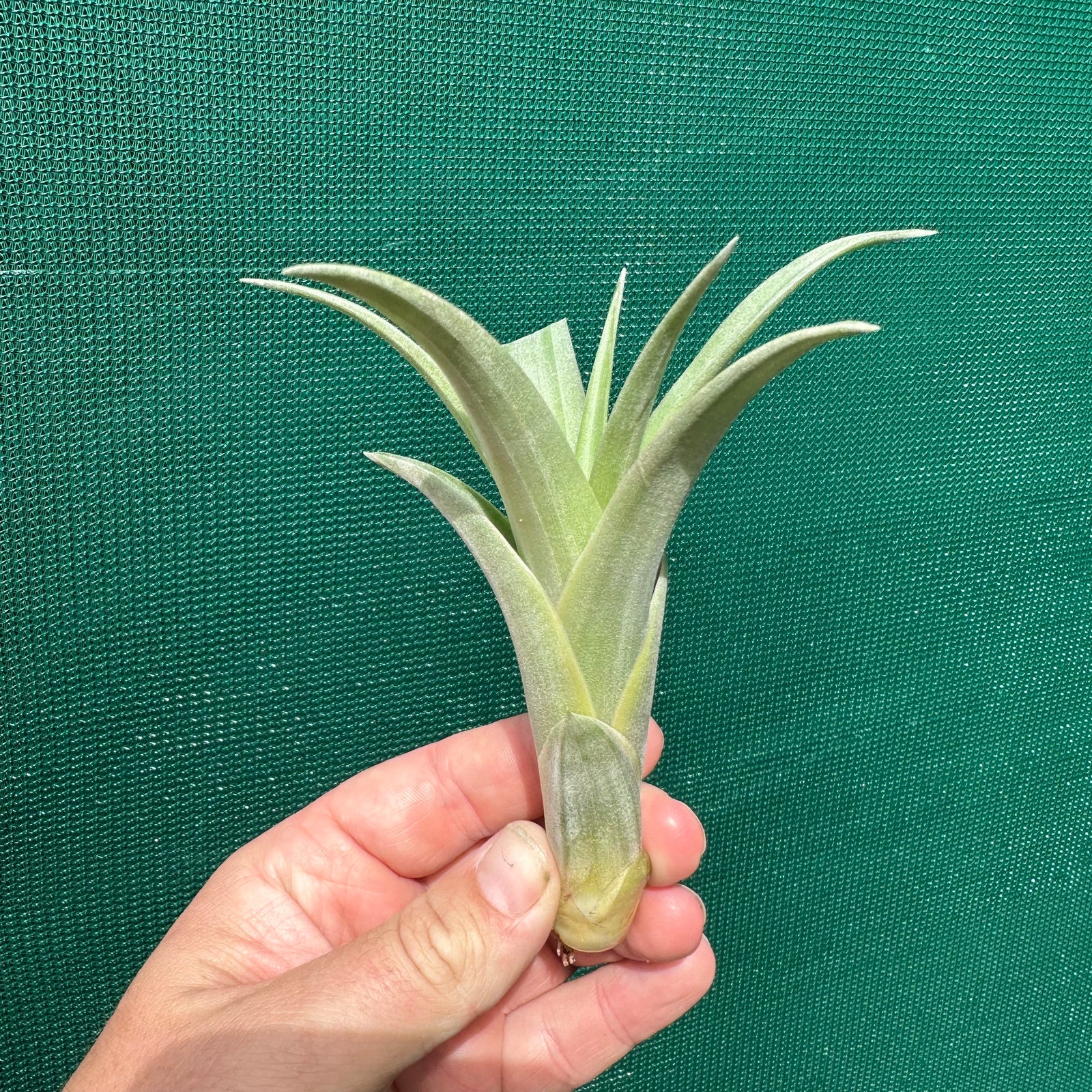 Tillandsia - capitata ‘Pink’ ex. NR