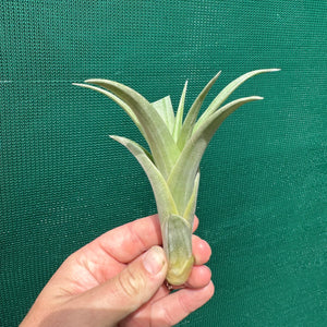Tillandsia - capitata ‘Pink’ ex. NR NEW