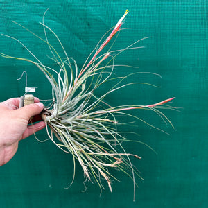 Tillandsia - Tooshi F2 NEW