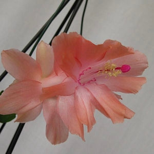 Zygocactus Sanibel