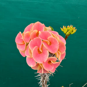 Poysean - Euphorbia milii P075 NEW