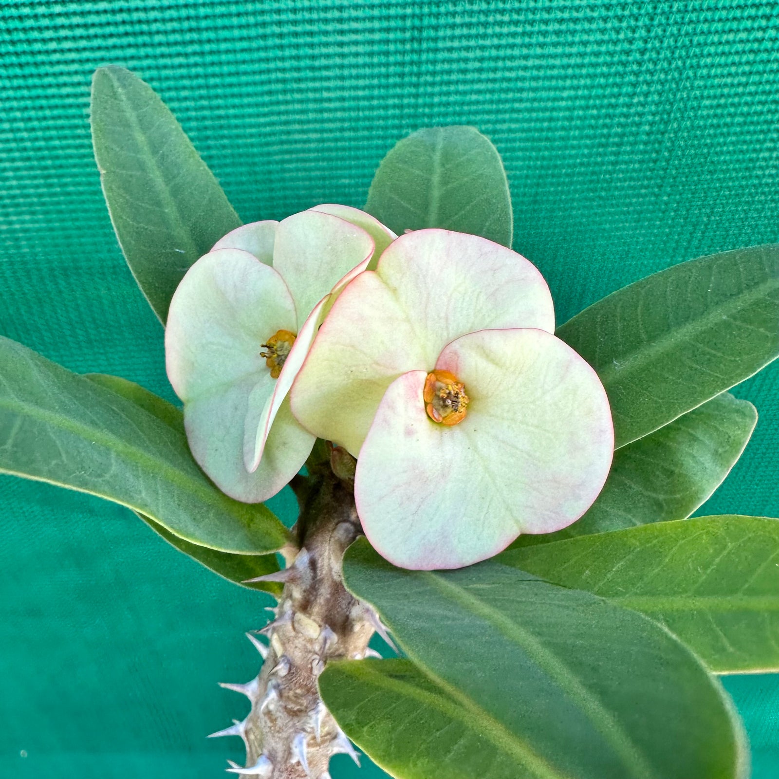 Poysean - Euphorbia milii P106