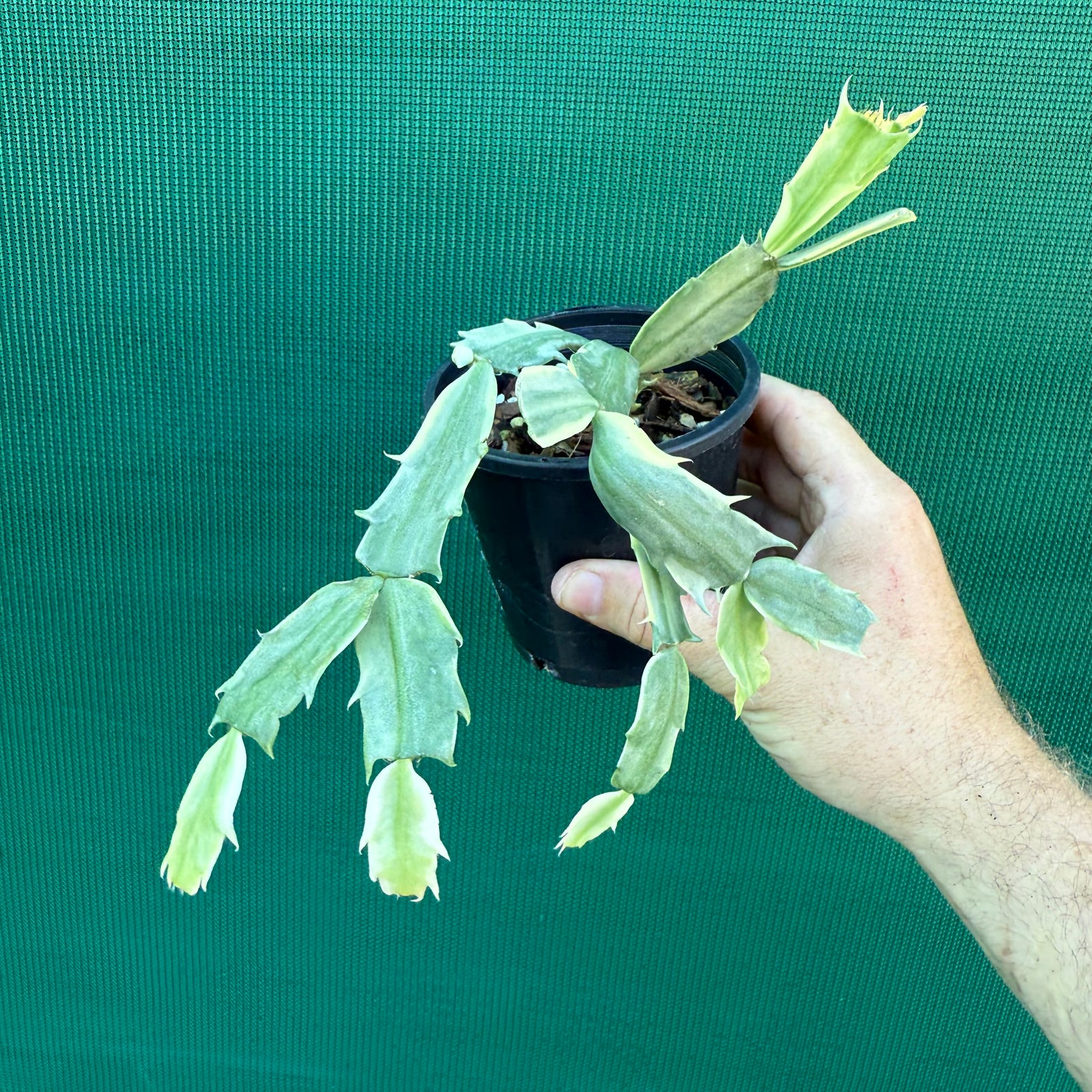 Zygocactus Variegated NEW