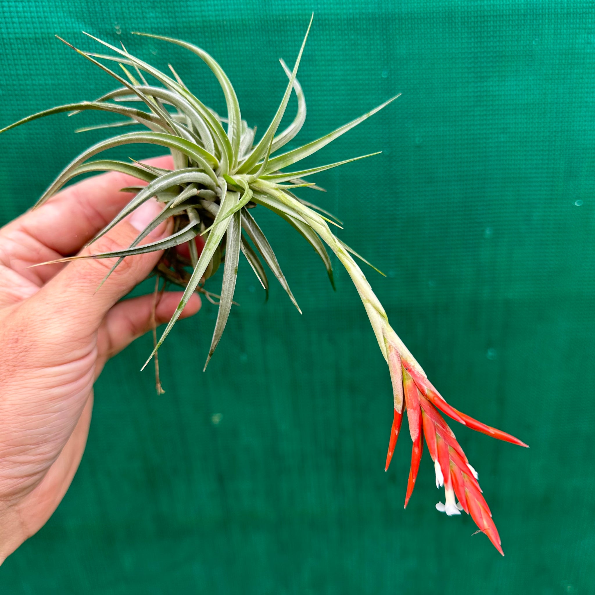 vernicosa air plant Tillandsia - vernicosa 'Small Form' ex. PT