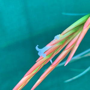 Tillandsia - Holm’s Verlescens ex. PT