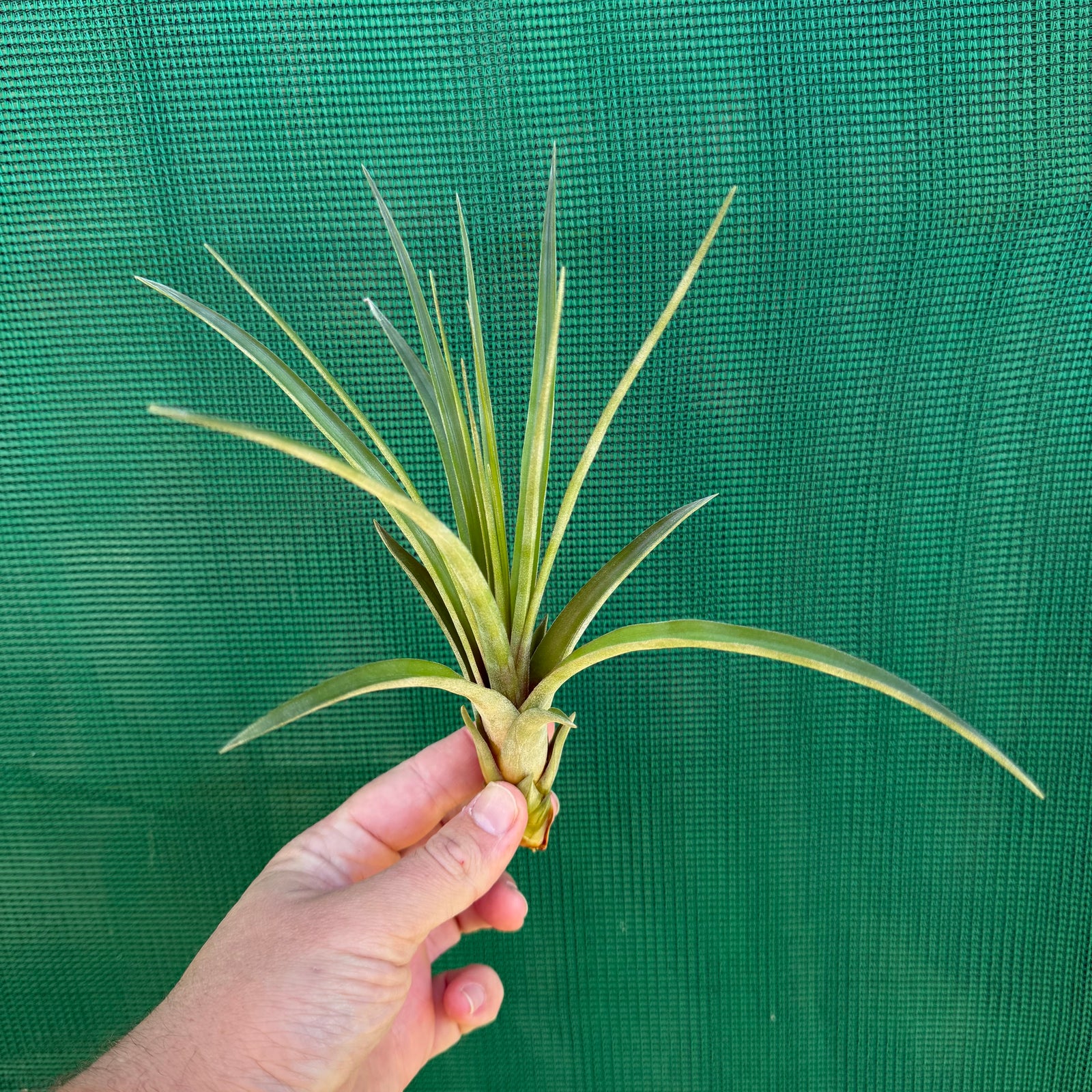 Tillandsia - fasciculata ‘Small Form’ x streptophylla ex. BG NEW
