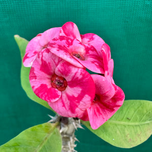 Poysean - Euphorbia milii P124