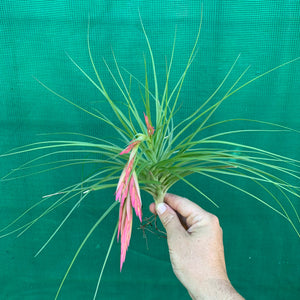 Tillandsia - Bob Holm’s Beauty ex. PT