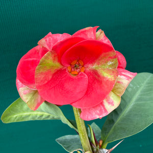 Poysean - Euphorbia Siam Hybrid ‘Yod-SetThee’ NEW